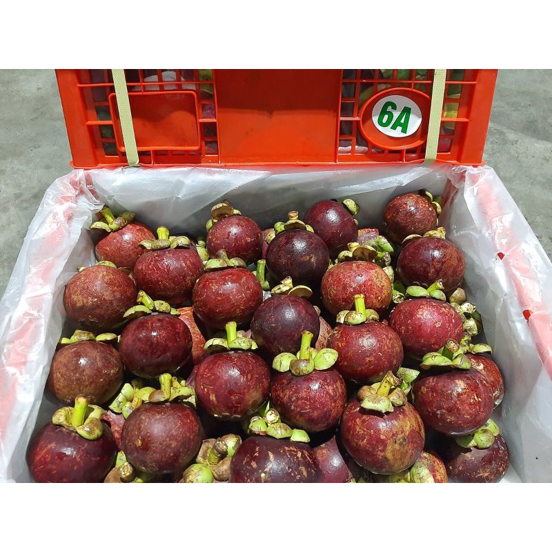 

Buah manggis
