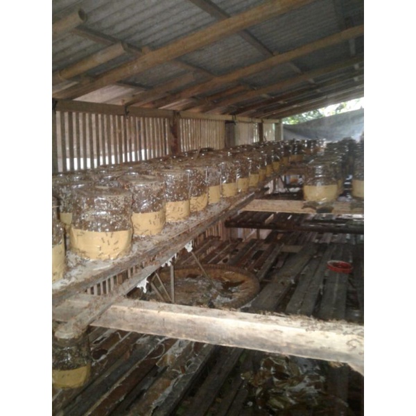 paket hemat bibit semut rangrang penghasil kroto super