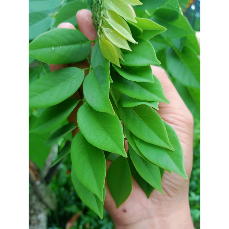 

Jual daun gamal/reside segar 500 gram