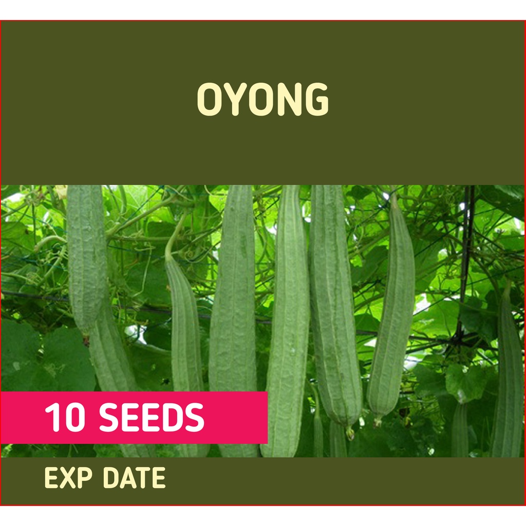 Repack Oyong Seed