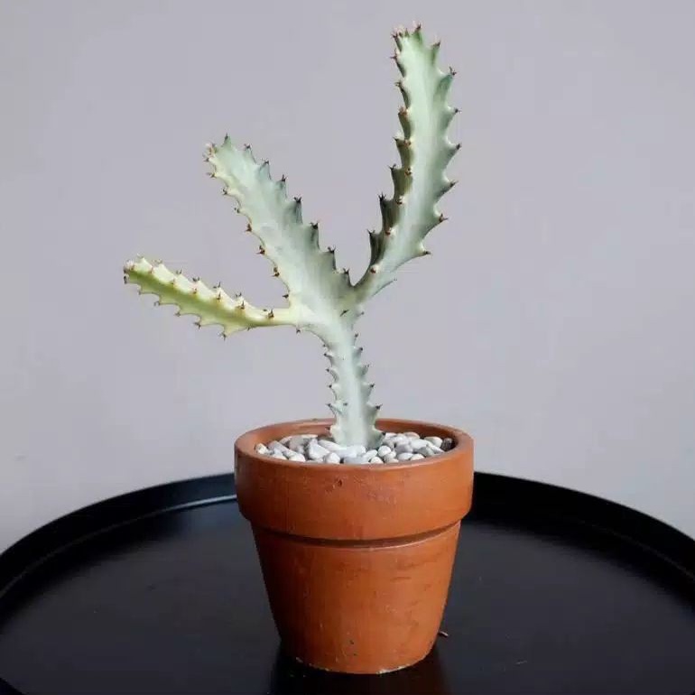 Kaktus Tulang Euphorbia Lactea White Ghost