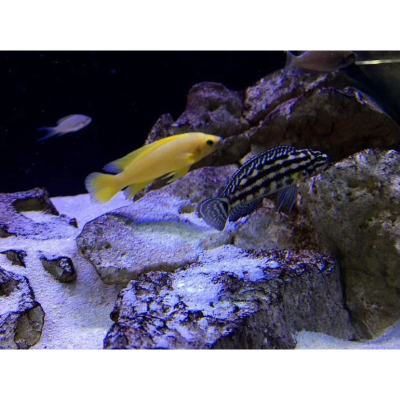 julidochromis marlieri