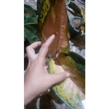 aglaonema kochin kuning