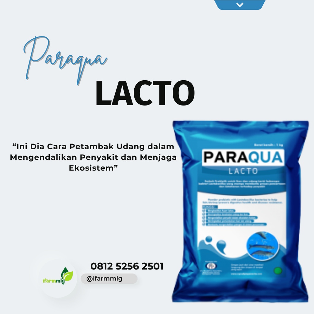 

Paraqua Lacto Kemasan 1Kg - Probiotik Udang agar Udang Sehat dan Terhindar dari Penyakit