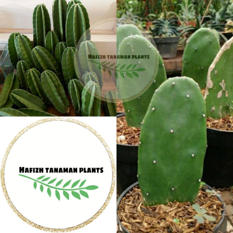 Tanaman Hias Kaktus Isi 2 Jenis Kaktus Koboi - Kaktus Centong Tanaman Hidup-,Bunga Hidup Murah Bunga