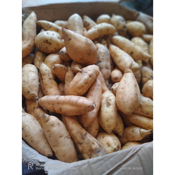 

Ubi cilembu/ ubi madu / ubi jalar / ubi wortel 8k