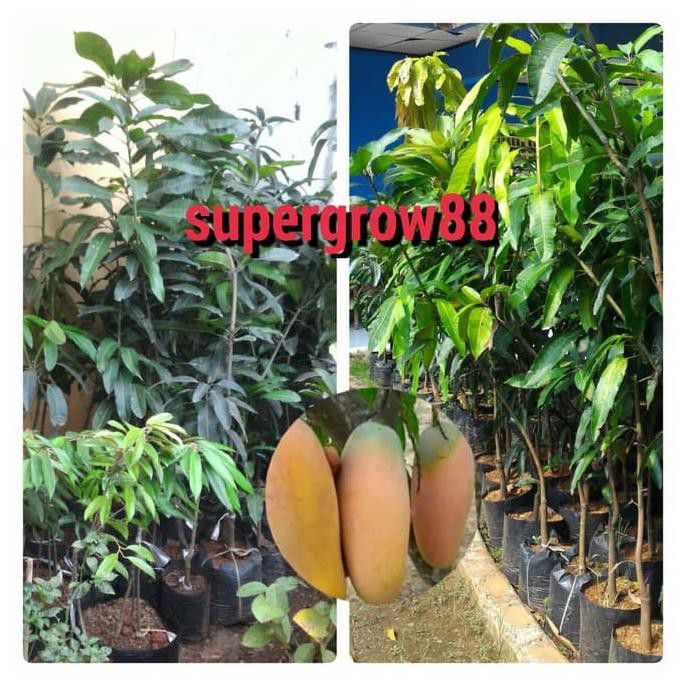 Asli Bibit Pohon Mangga Chokanan Asli