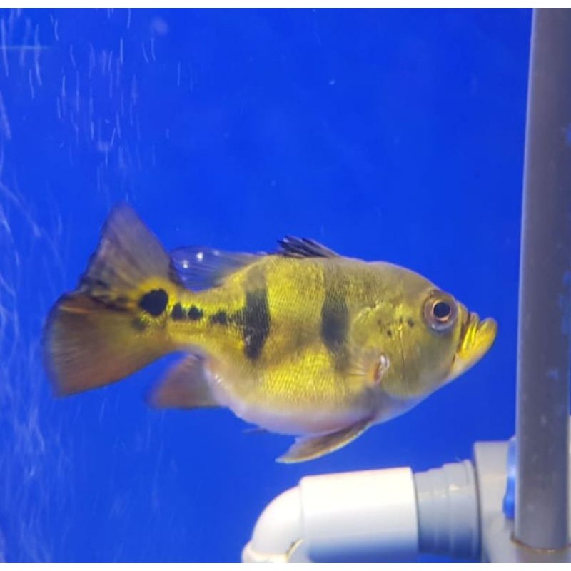 Peacock Bass Mono Short Body