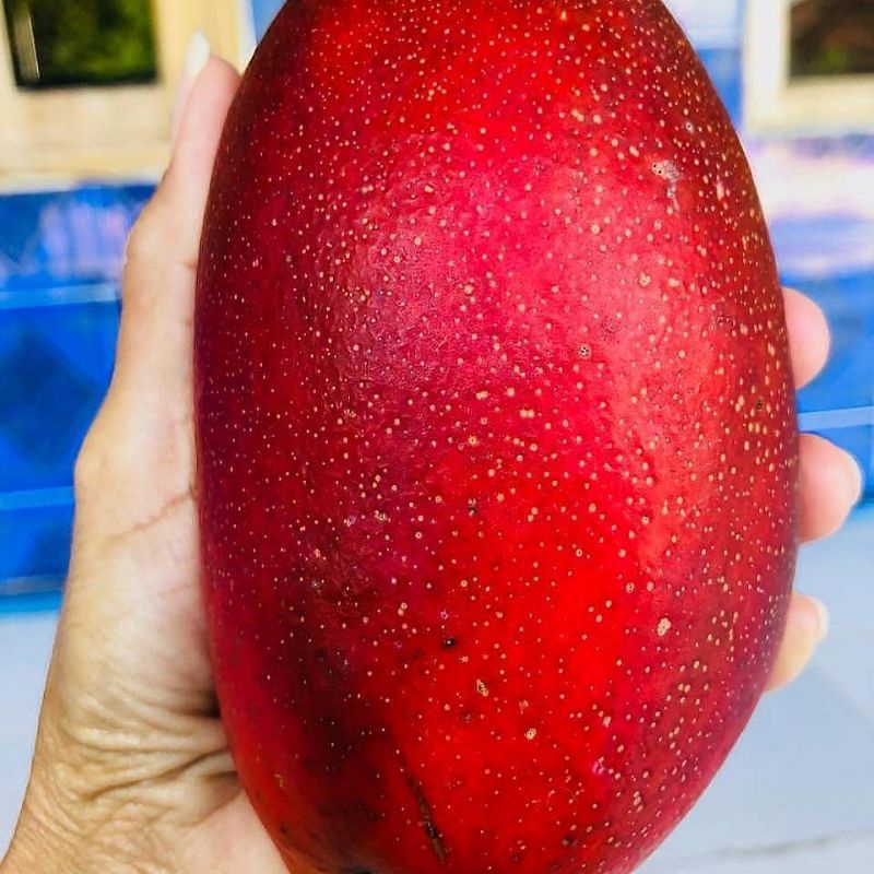 bibit mangga red emperor