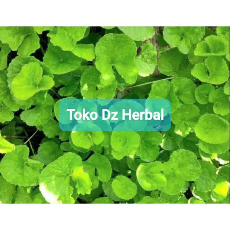 

Daun pegagan atau antanan segar paket 500 gram fresh-az