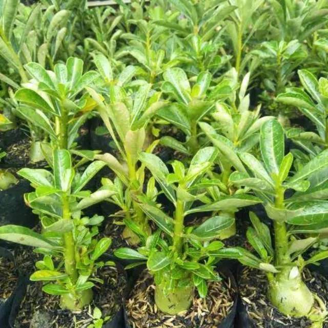 adenium Kamboja Jepang -paket 6 pohon- adenium