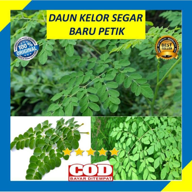 

DAUN KELOR SEGAR BARU PETIK 1000 GRAM (PREMIUM QUALITY)