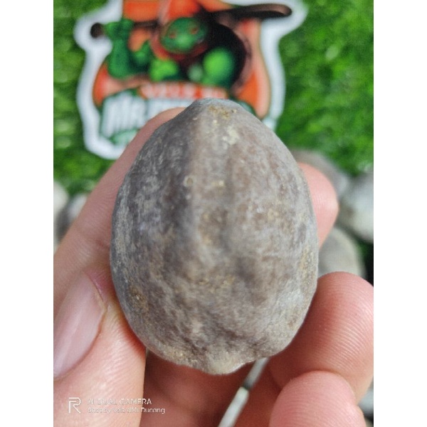 MUNCANG ADU JAWA ORI PEDANG RAJA