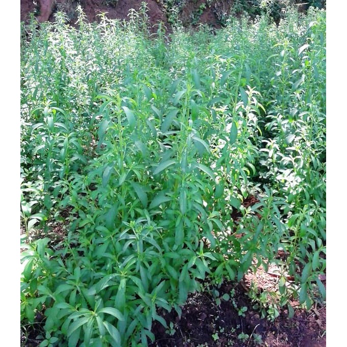 Tanaman Stevia