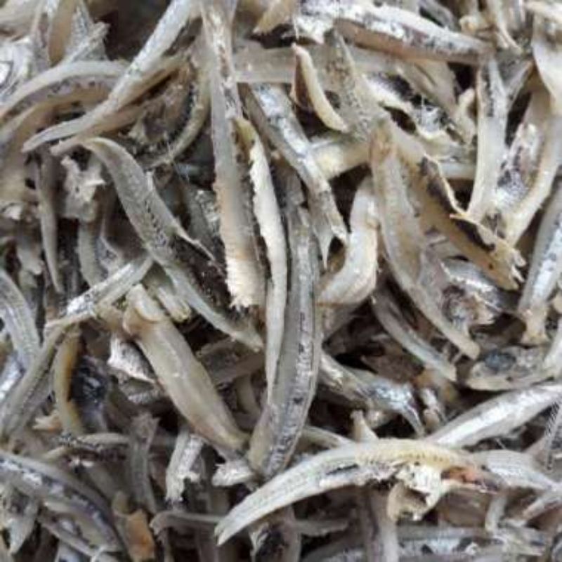

ikan teri belah ikan teri jengki