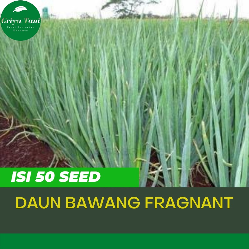 Benih Daun Bawang F1 Fragnat Bibit Tanaman Daun Bawang  Berkualitas