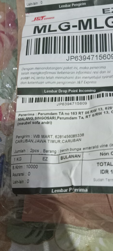 1 Umbi Lily Asiatic Blue Desert Impor, Stok Terbatas