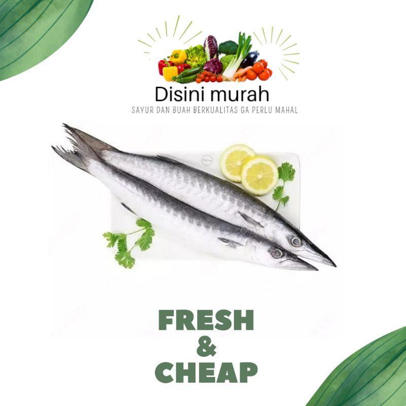 

Ikan Kacang Kacang - Snuk - Senuk - Barakuda Obtuse (1kg)