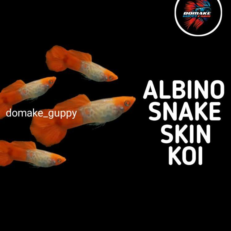 ♗ Ikan guppy snake skin koi ss koi murah ikan hias aquarium