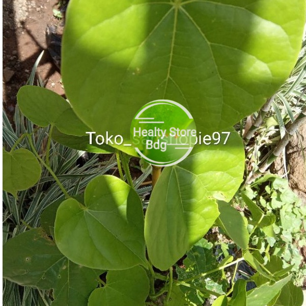 

Daun batrawali segar perlembar