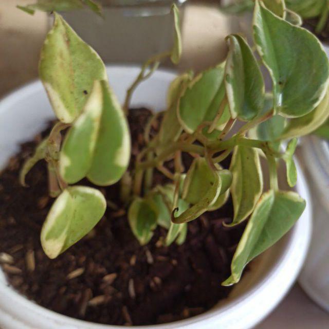 Tanaman Hias Srigading Koin-tanaman Gantung