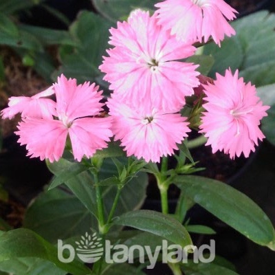 Tanaman hias Anyelir / bunga anyelir / jual bunga anyelir