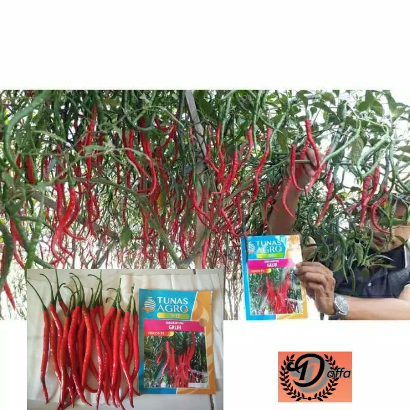 BENIH CABE KERITING GALIH F1 10GRAM, MURAH TAHAN PATEK DAN BERBUAH LEBAT