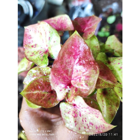 Caladium Hybrid Thai Series Kode SG