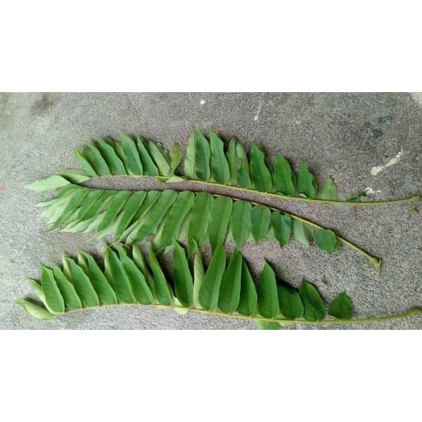 Daun Belimbing Wuluh - Menurunkan Hipertensi