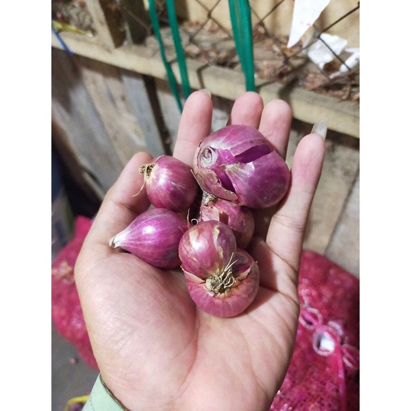 

BRAMBANG (bawang merah)
