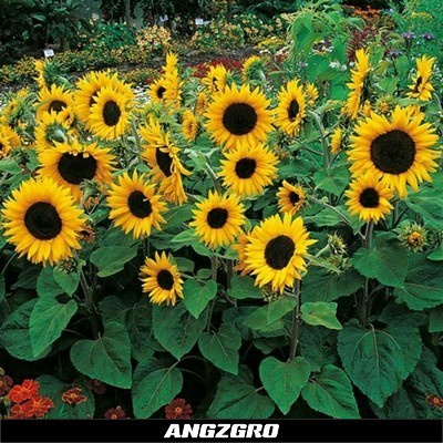 

Benih Bunga Matahari Helianthus Choco Sun