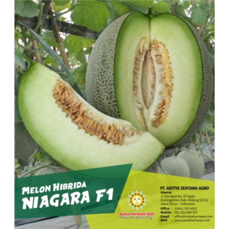 Benih Melon
MELON HIBRIDA | NIAGARA F1