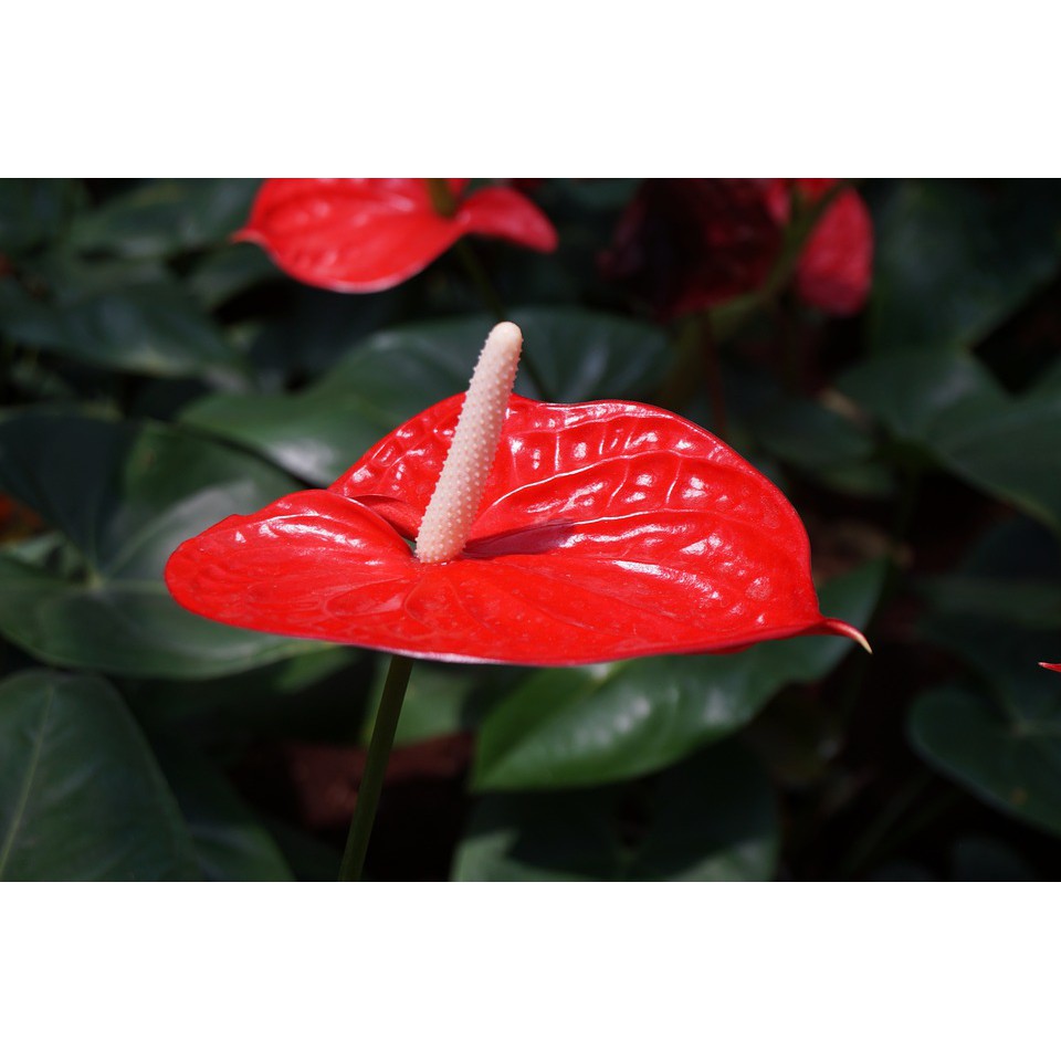 bibit anthurium (sudah berbunga)