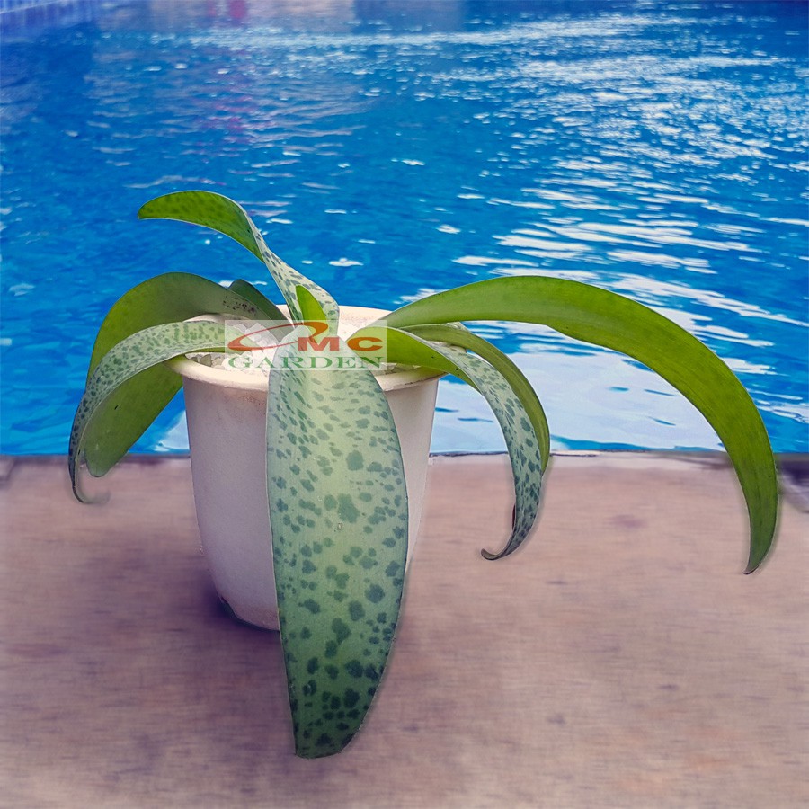 Lidah Katak Sukulen Sekulen Ledebouria Socialis Silver Squill Baker Jessop Drimiopsis Kirkii LDK-001