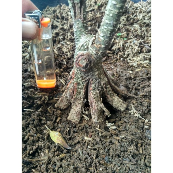 bahan bonsai kimeng pecah akar