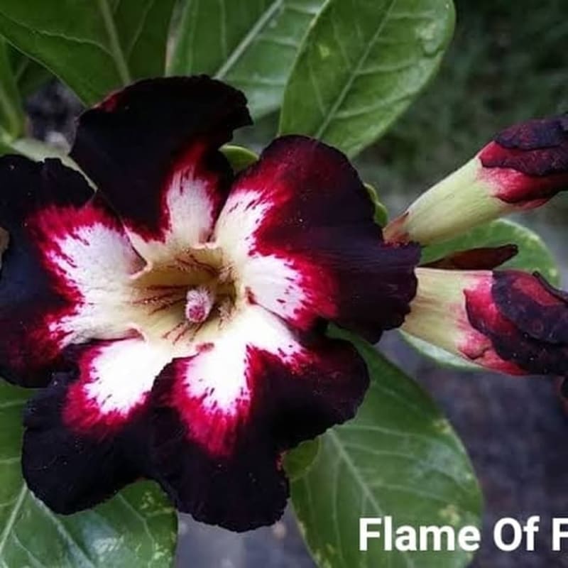 Bibit Bunga Kamboja Adenium Flame Of Faith