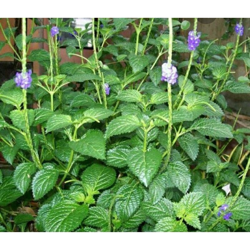 

daun jarong segar frseh 1 kg