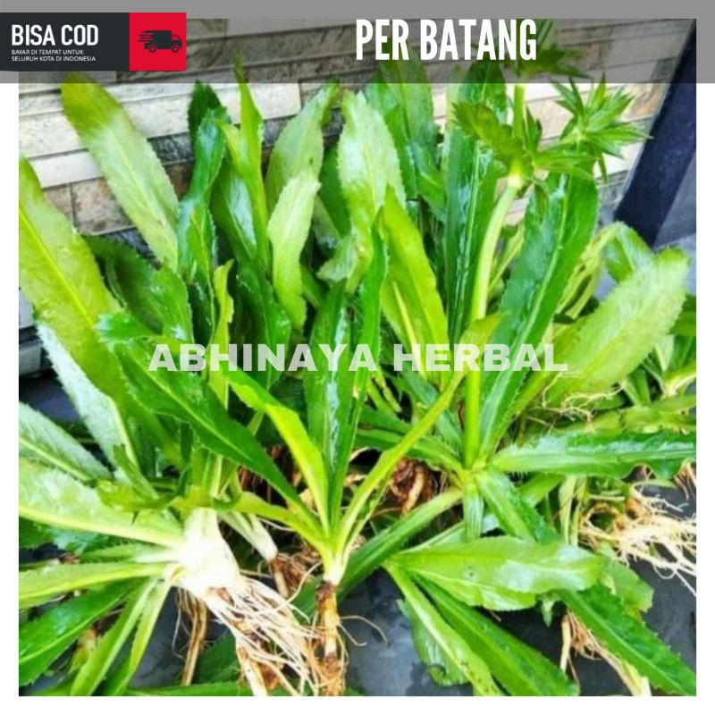 

Daun walang sangit - walang cina segar obat herbal