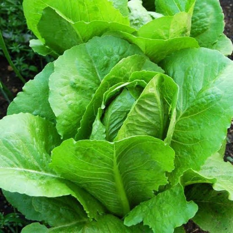 Benih Bibit Sayuran Selada Romaine Hijau Benih Selada Green Romaine