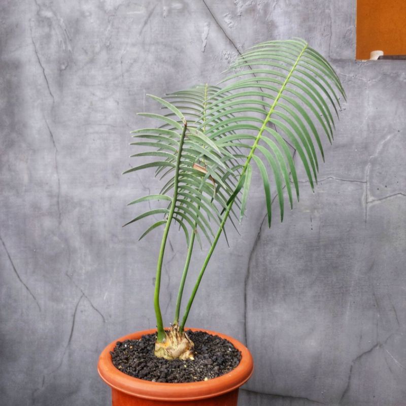 Encephalartos Inopinus 7 cm