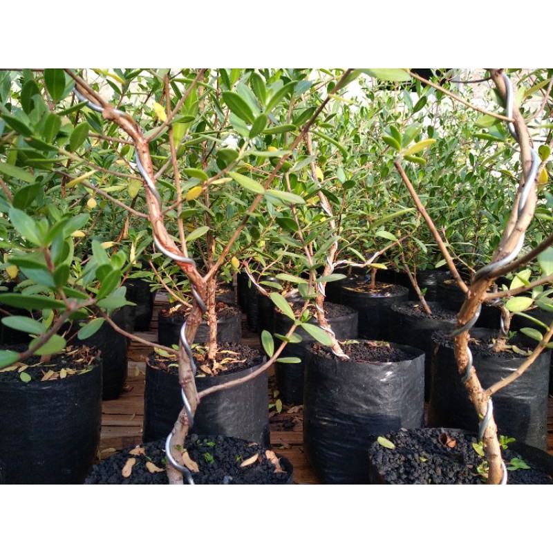 Bahan bonsai santigi karang semai biji