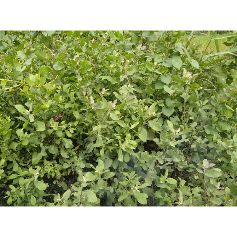 

daun luntas segar