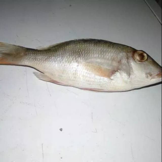 

Ikan kakap