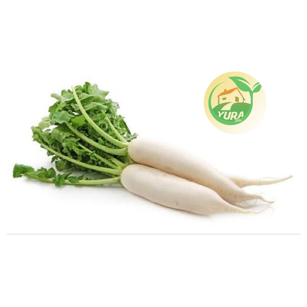 

LOBAK PUTIH Organik 100% Sayur Segar Organic