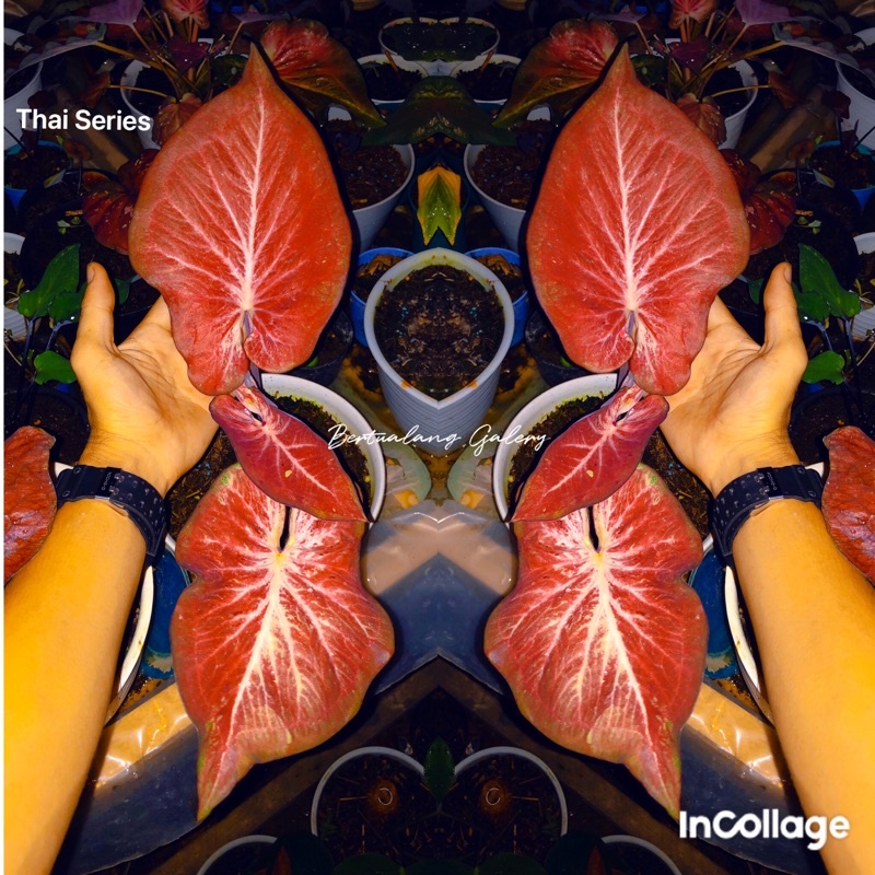 Indukan keladi hias thai series caladium thai seris seperti dipoto rawatan indukan