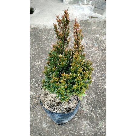 Tanaman Hias Pucuk Merah Micro Jepang