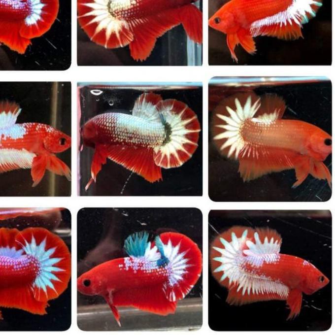 Trend Ikan Cupang Plakat Koi Fancy Multicolor Nemo Hellboy Famale Betina Male Jantan Ø§ Shopee Indonesia