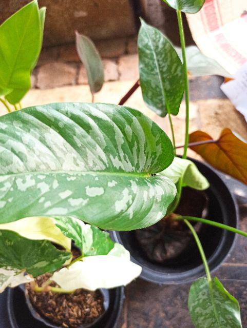 Homalomena Totol Putih