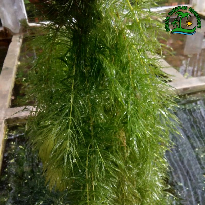 Tanaman Aquascape Ganggang Air - Tanaman Hiasan Aquarium