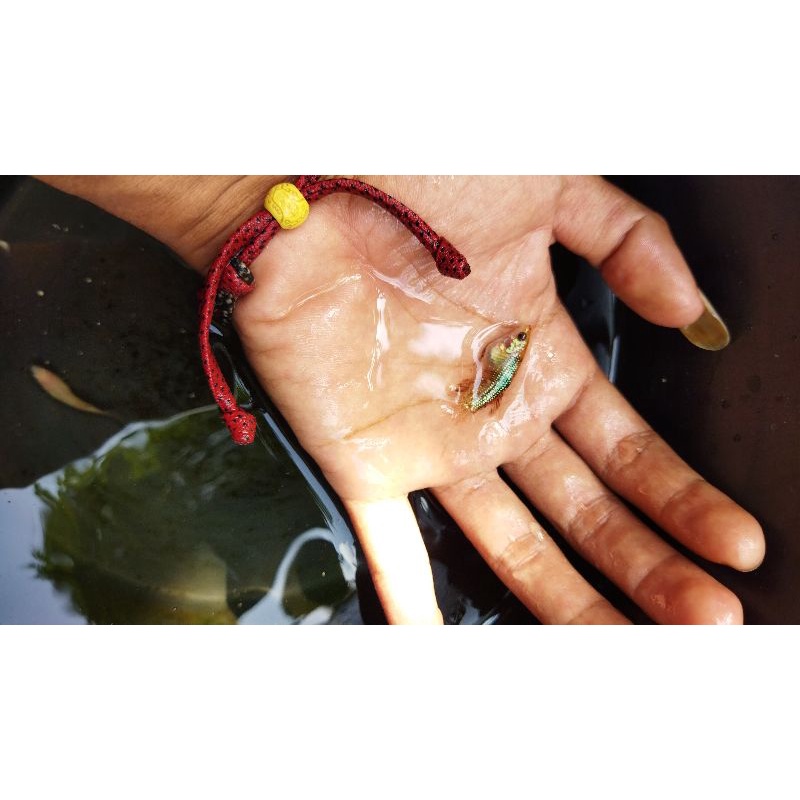 bahan giant hmpk SNI bester/marble